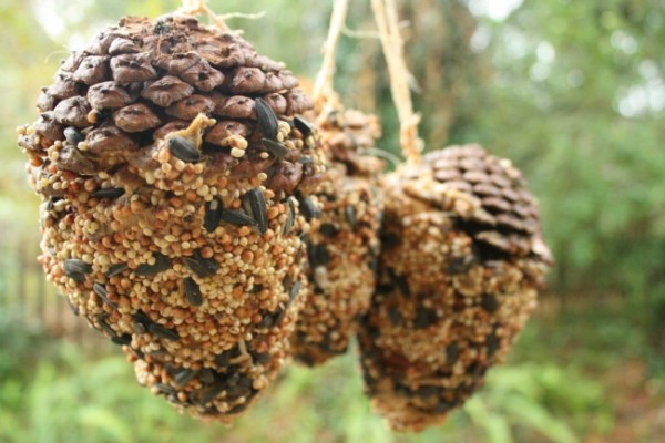 Pinecone Bird Feeders for St. Francis 